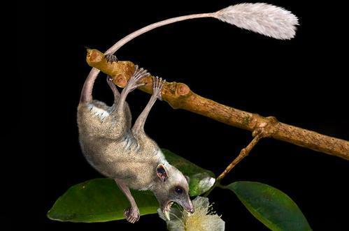唯一会飞的哺乳动物，还能回声定位，免疫力也强，蝙蝠如何进化的