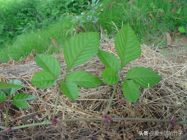 绞股蓝和乌蔹莓的区别，虽然很像，但药用价值是不同的，认识一下