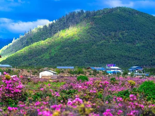 香格里拉小中甸花开成海了，等你来哦。