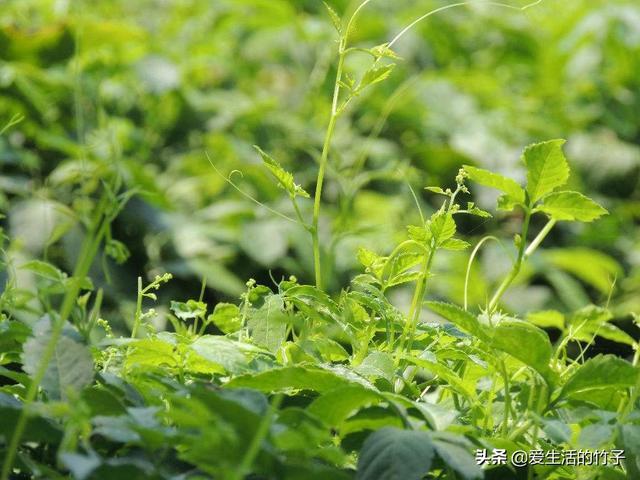 绞股蓝和乌蔹莓的区别，虽然很像，但药用价值是不同的，认识一下