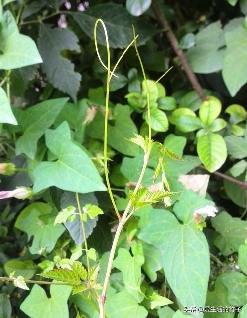 绞股蓝和乌蔹莓的区别，虽然很像，但药用价值是不同的，认识一下