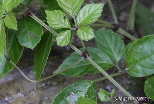 绞股蓝和乌蔹莓的区别，虽然很像，但药用价值是不同的，认识一下