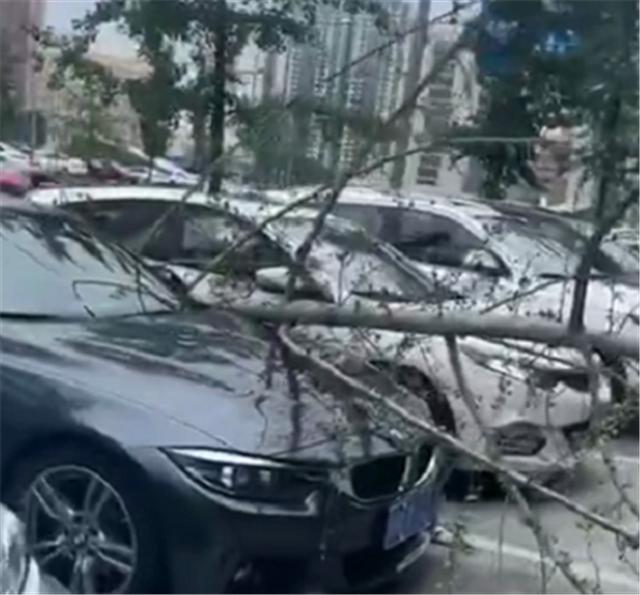 一棵树倒了，直接砸到29万宝马2系，车损4位数，保险会赔偿吗？