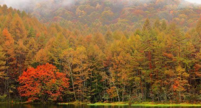 日本北海道、美瑛绿池和蓝绿色的水是四季不同的风景