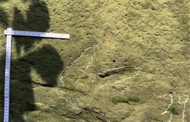 “巨大鸡爪痕迹”出现在重庆公园，古生物学家揭开真相！