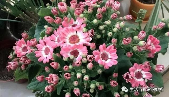 冬天阳台要有8种花，开花艳丽，花香怡人，打造温馨小花园