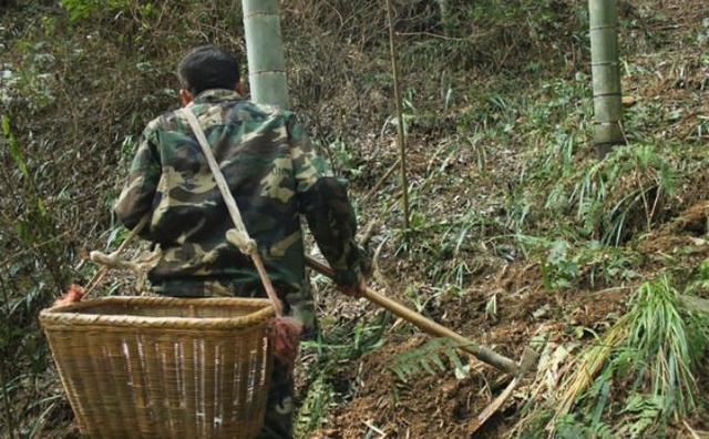 跟着大哥上山挖冬笋 却挖到一只毛茸茸的野货!