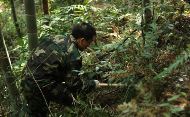 跟着大哥上山挖冬笋 却挖到一只毛茸茸的野货!