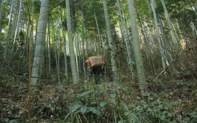 跟着大哥上山挖冬笋 却挖到一只毛茸茸的野货!