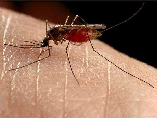可以彻底将蚊子消灭吗？对于生物圈来说，它是一代重任“功臣”