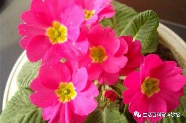 冬天阳台要有8种花，开花艳丽，花香怡人，打造温馨小花园