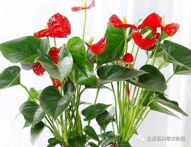 冬天阳台要有8种花，开花艳丽，花香怡人，打造温馨小花园