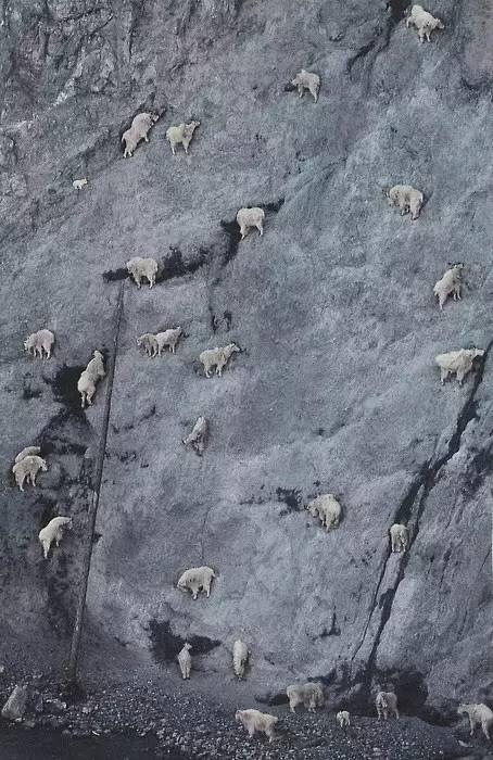 “怪羊”能在悬崖壁行走, 雪豹豺狼拿它没办法, 却逃不过灭绝命运