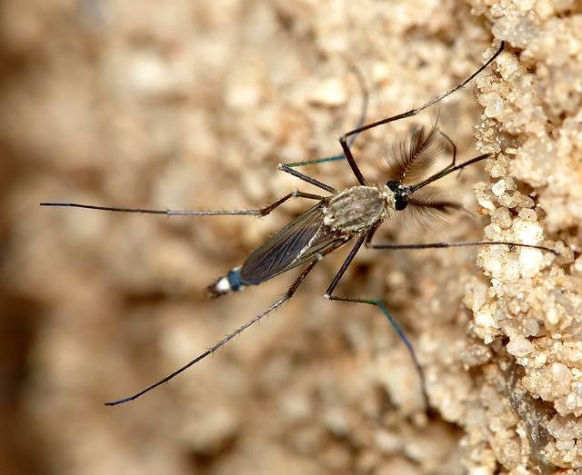 可以彻底将蚊子消灭吗？对于生物圈来说，它是一代重任“功臣”