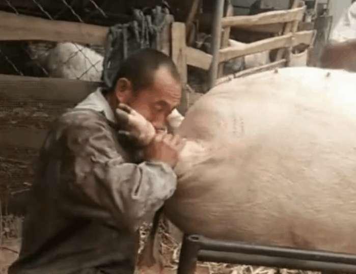 屠夫杀猪，趴在母猪屁股上吹气，惹村民大笑，道出缘由令他们称赞