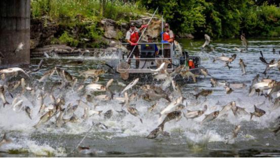 美国亚洲鲤鱼泛滥成灾，当地人养鸭子吃鱼苗，不料出现了意外？