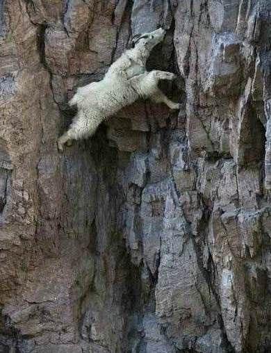 “怪羊”能在悬崖壁行走, 雪豹豺狼拿它没办法, 却逃不过灭绝命运