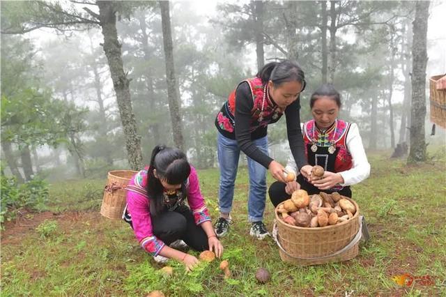 又是一年野菌飘香时，去南华享受野生菌采摘的乐趣吧