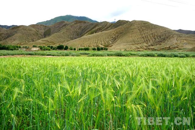 扎西顿珠：除了留大城市、考公务员，生活还有更多可能