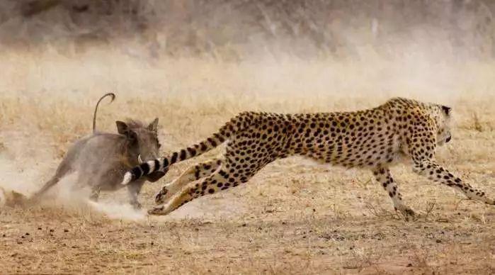 自然界的绝地反击: 狮子被斑马踢掉鼻子, 猎豹反被野猪咬死