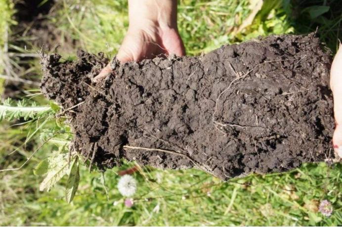 地球上的泥土，是如何出现的？其实都是“吃土”微生物做的贡献