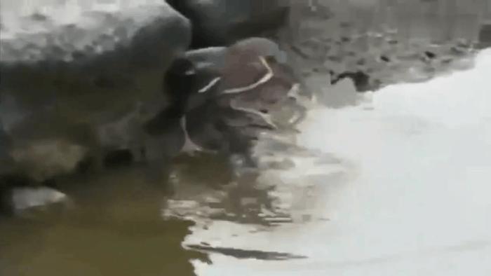 男子野外河边发现一只成精的水鸟, 用手机记录下这罕见的画面