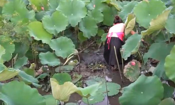 女子穿着肚兜在藕塘里设置陷阱，随后抓获了大大的惊喜！