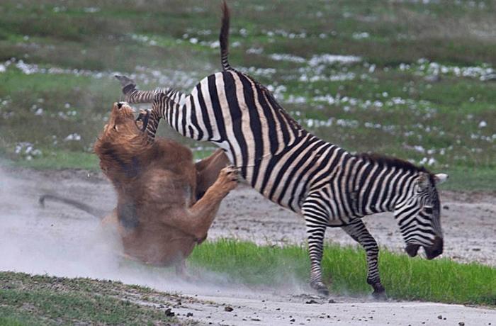 自然界的绝地反击: 狮子被斑马踢掉鼻子, 猎豹反被野猪咬死
