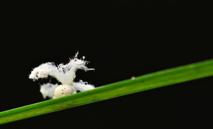 海怪真实存在？英国出现四只脚蹼的不明生物，科学家识别不出种类