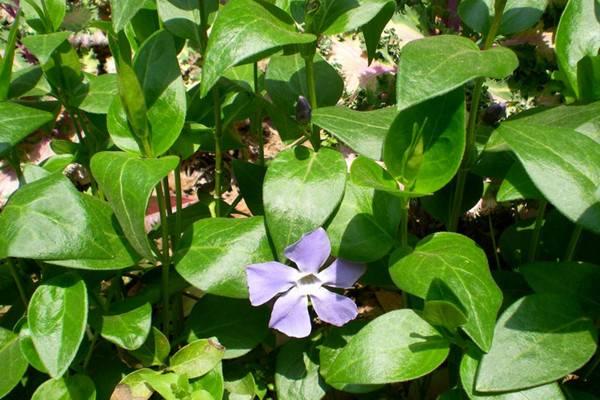 花卉植物长春蔓开花吗？