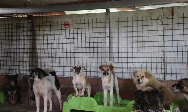 探访乐山市中区的流浪犬收容所，它们需要更多关爱！