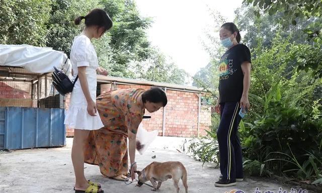 探访乐山市中区的流浪犬收容所，它们需要更多关爱！