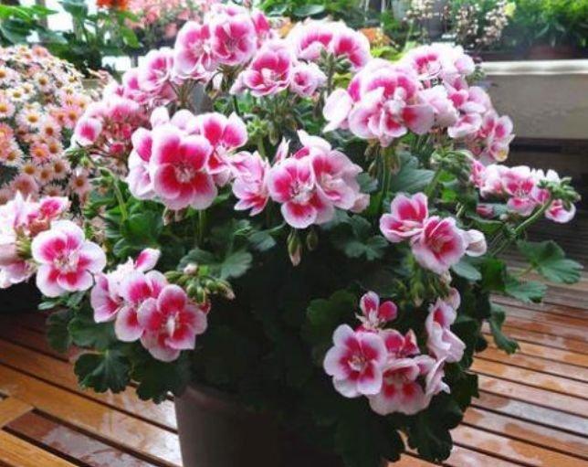 3款艳美的花卉，净化空气，开花不断，懒人新手都能养好！