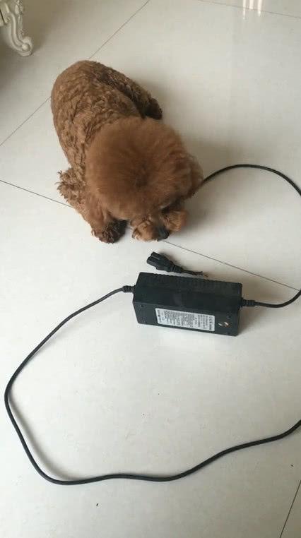 泰迪狗狗二哈附体，咬坏了主人的电车充电器，还给别的狗狗做示范
