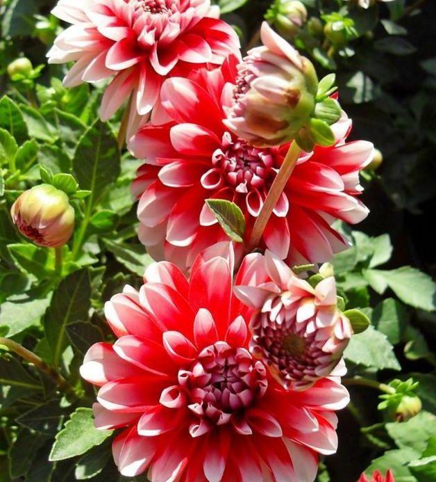 四种花常年开花易爆盆，被称为花卉界的劳模，适合阳台盆栽