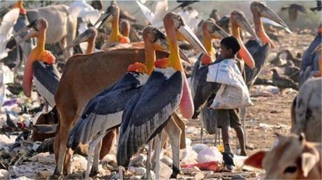 印度接受“洋垃圾”后，最大垃圾场变成啥样了？鸟长得比人大