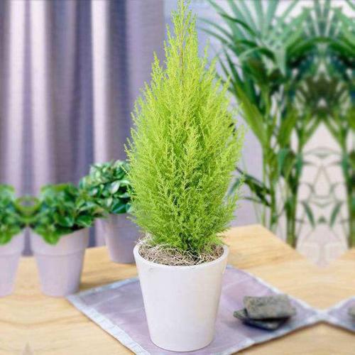 盆栽植物香松的养护方法