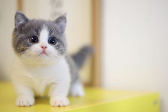 绊运猫舍」白猫头上有一撮黑毛是什么品种|橘猫_新浪新闻