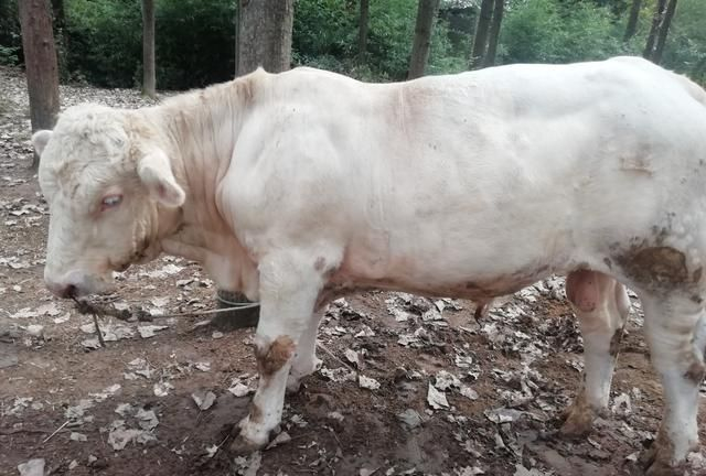 什么是黄牛 w700d1q75cms.jpg