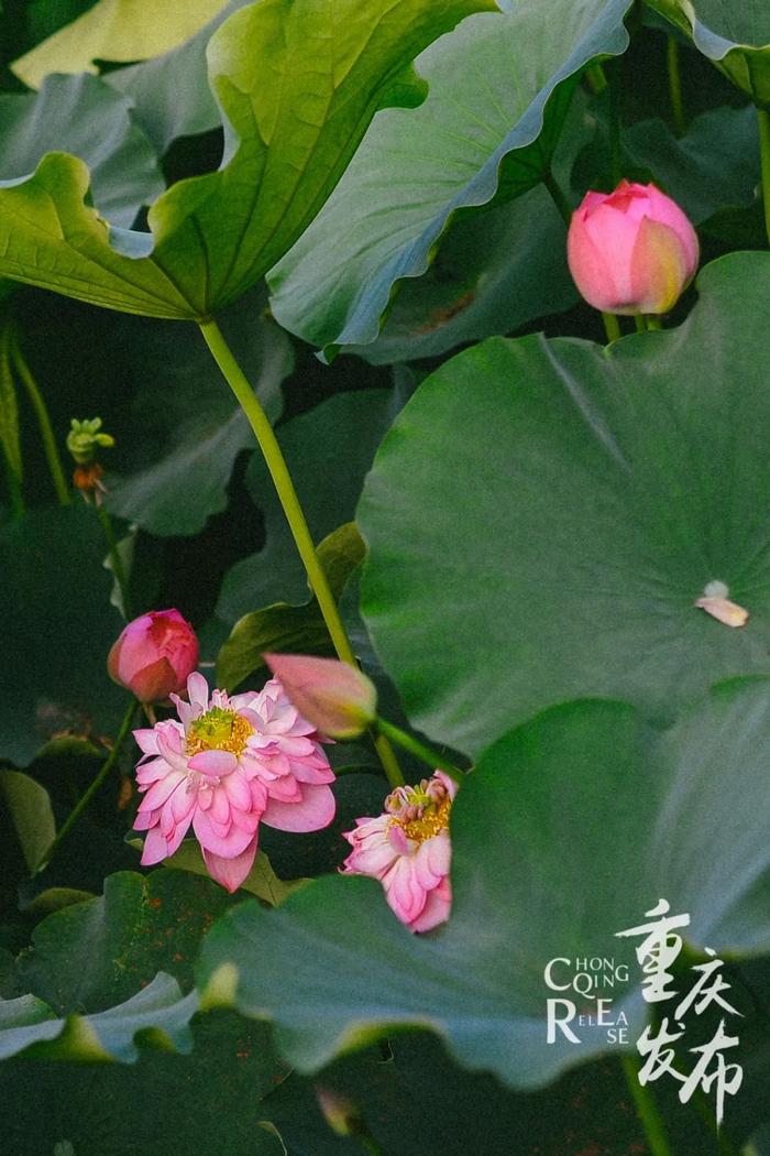 荷塘美景 邹乐 摄