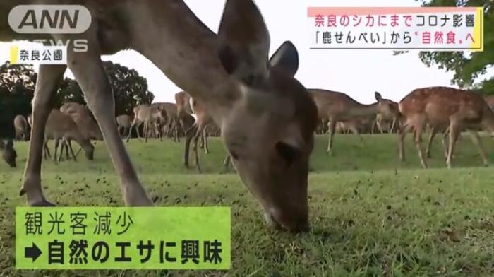 近日,有日本民众发现,生活在奈良的鹿们也出现了变化,它们不再吃游客喂食的鹿饼,而是回归吃草。(图片来源:日本朝日电视台视频截图)