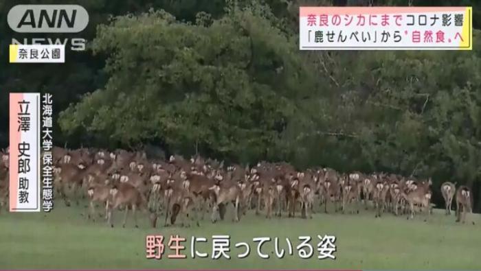 近日,有日本民众发现,生活在奈良的鹿们也出现了变化,它们不再吃游客喂食的鹿饼,而是回归吃草。(图片来源:日本朝日电视台视频截图)