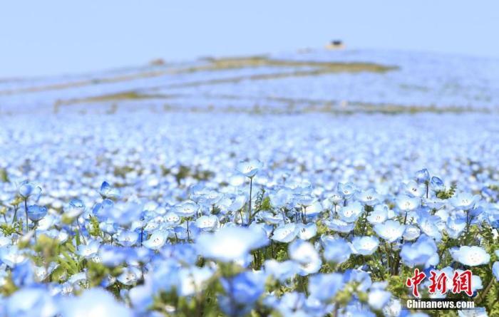 资料图:当地时间4月15日,日本茨城县,日立海滨公园内盛开的粉蝶花。 图片来源:视觉中国
