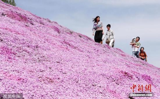 资料图:当地时间2019年5月19日,日本北海道Ozora,芝樱公园的芝樱盛放,游客徜徉在粉紫色花海中。图片来源:视觉中国