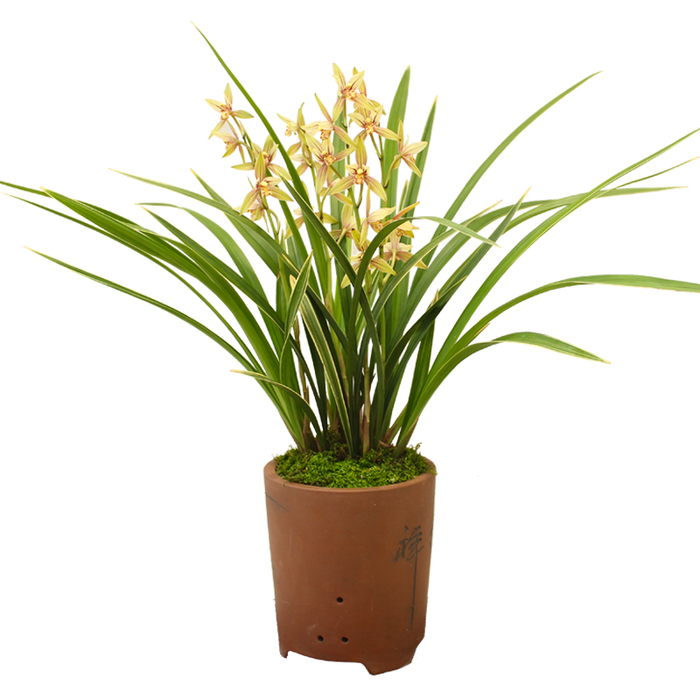 建兰铭品“黄金彩虹”，勤花勤草，芳香四溢，花色多变如雨后彩虹|黄金