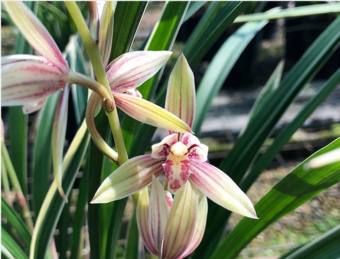 建兰铭品“黄金彩虹”，勤花勤草，芳香四溢，花色多变如雨后彩虹