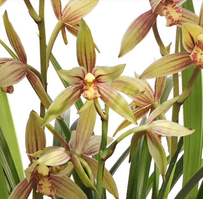 建兰铭品“黄金彩虹”，勤花勤草，芳香四溢，花色多变如雨后彩虹