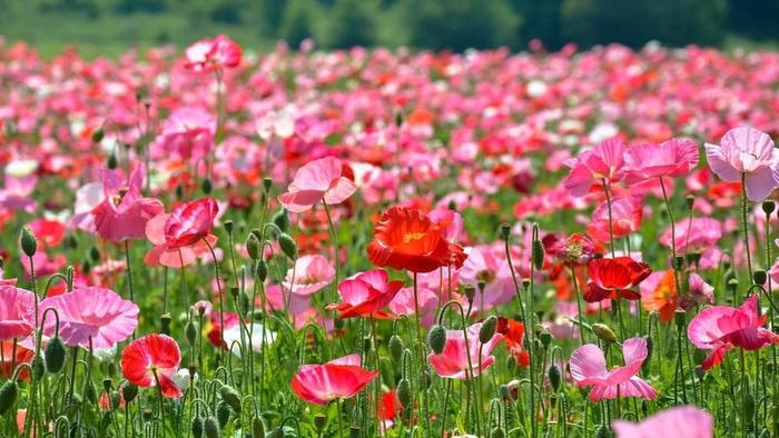 在美国发现的花菱草，花语十分浪漫，很多人用它来告白，成功率高