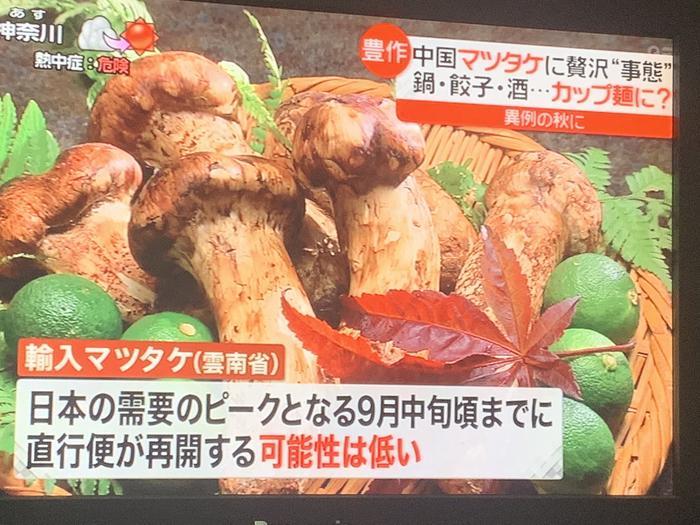 日媒称今年受疫情影响,云南松茸出口会日本受到影响 (新闻视频截图)