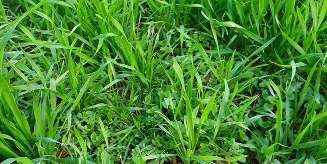 小麦除草剂_2020小麦除草剂配方_小麦除草剂